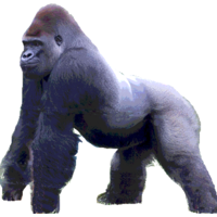 Silverback CTO